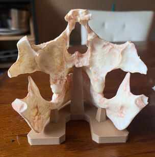 Skull Print
